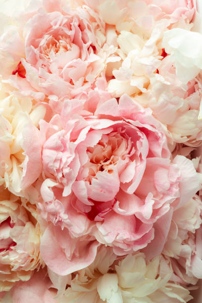 istock Fluffy pink peonies flowers background 976474796