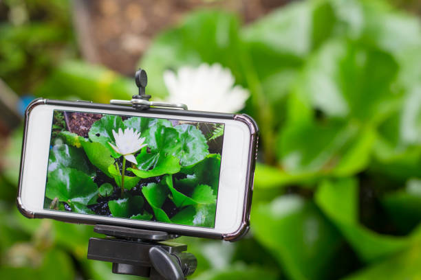 istock smartphone shot  lotus photo 976474938