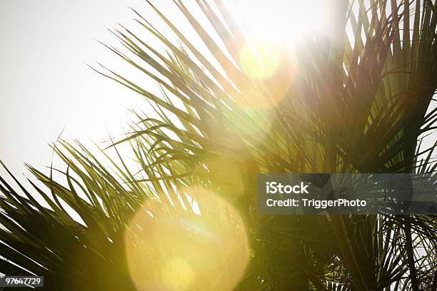 Bellissimi Alberi Di Palma - Fotografie stock e altre immagini di Los Angeles - Città - Los Angeles - Città, Los Angeles - Contea, Texture - Descrizione generale