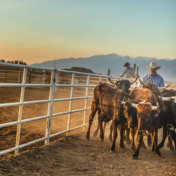 istock Cowboy pushing cattle to the roping box 976480312