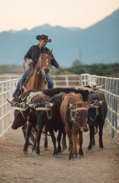 istock Cowboy pushing cattle to the roping box 976480494