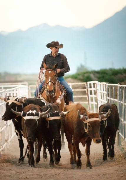 istock Cowboy pushing cattle to the roping box 976480496