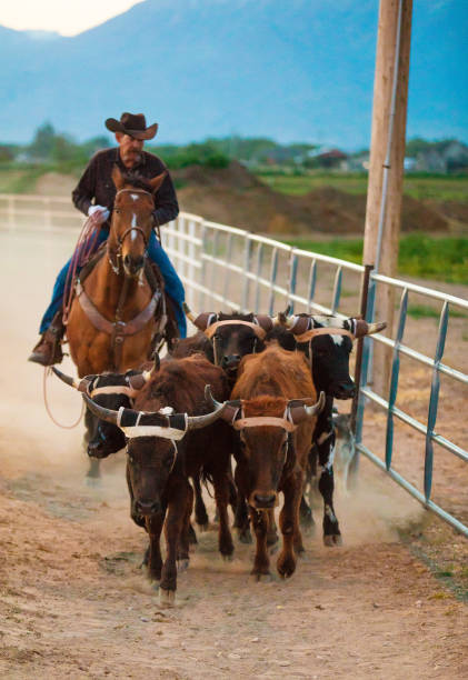 istock Cowboy pushing cattle to the roping box 976480524