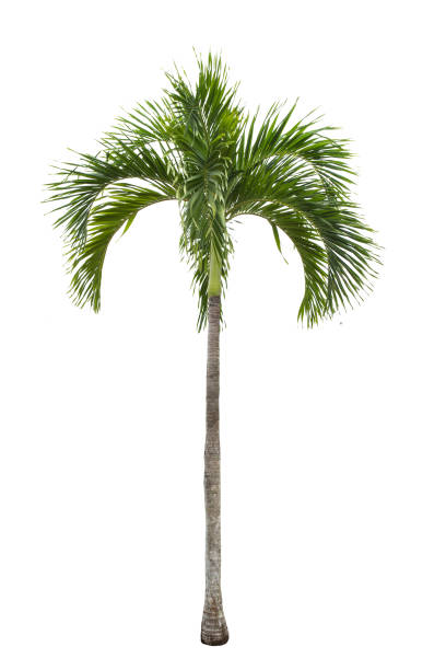istock isolated  palm tree on White Background.Large trees database Botanical garden organization elements of Asian nature in Thailand, tropical trees isolated used for design, 976484962