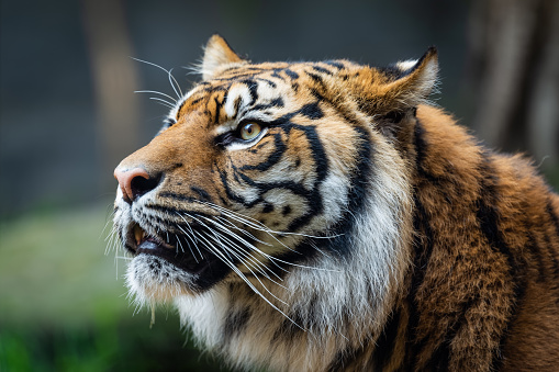 Tiger portrait. It is laying down and staring into the distance. Characteristic pattern and texture of fur are clearly visible.