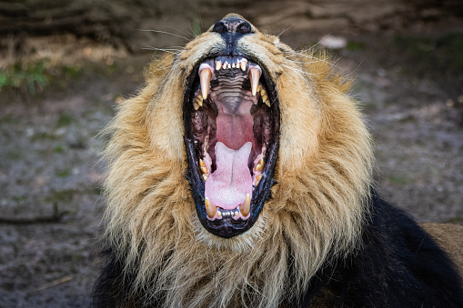 Asiático león bostezando photo
