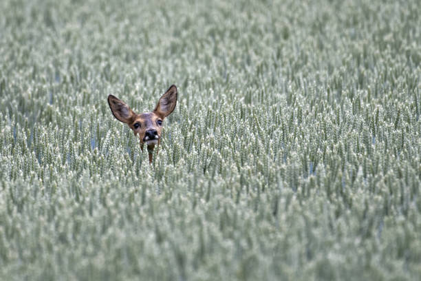 istock Female Roe deer in a wheat field 976487524
