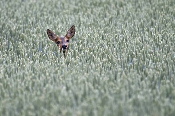 istock Female Roe deer in a wheat field 976487534