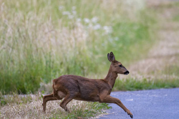 istock European roe deer jumping across a rural road 976487554