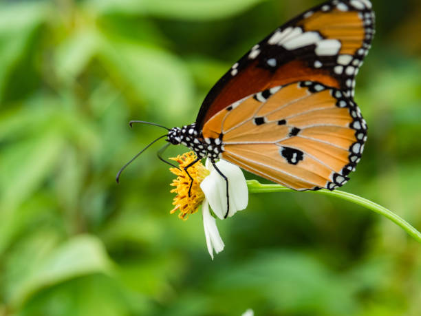 istock One butterfly eats food from the flower. 976490332