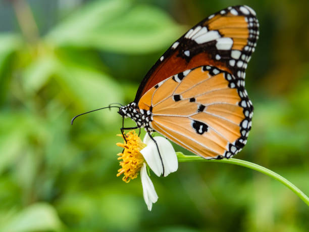 istock One butterfly eats food from the flower. 976490334