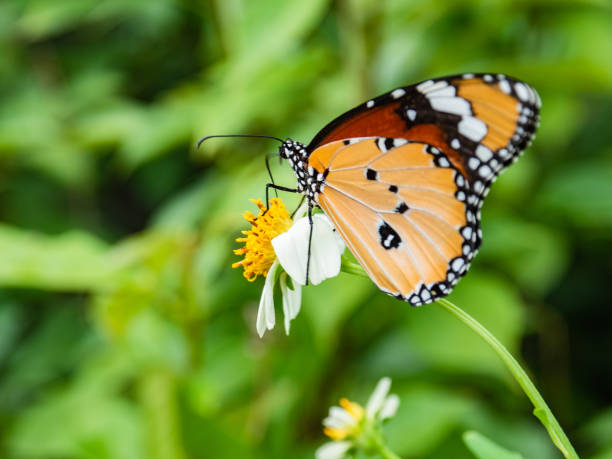 istock One butterfly eats food from the flower. 976490338