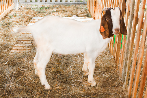 Goat breeds Boer, in a cage.