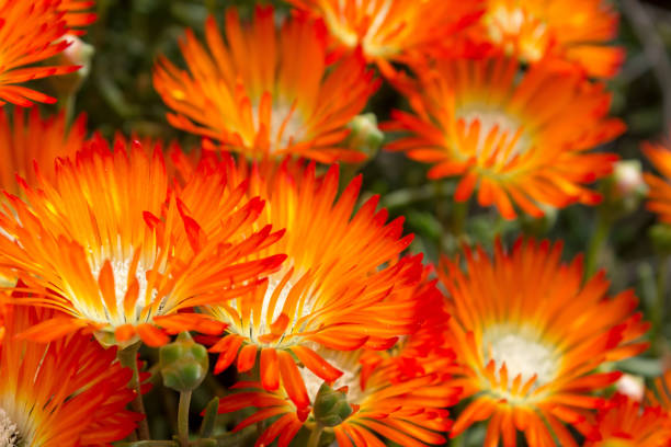 Beautiful bright  Orange Vygie or Orange Ice Plant flowers-  a succulent from the Lampranthus Aureus succulents Beautiful bright  Orange Vygie or Orange Ice Plant flowers-  a succulent from the Lampranthus Aureus succulent family. ornamental garden photos stock pictures, royalty-free photos & images