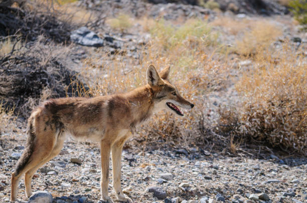 coyote en traversant la route - coyote desert outdoors day photos et images de collection