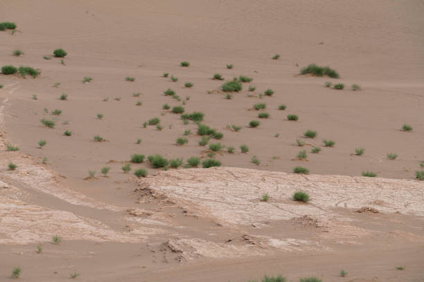 istock thorns on gobi desert 976510494
