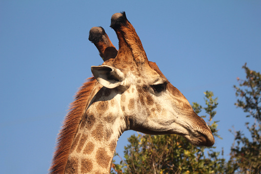 Close-up of Giraffe in the African wild.