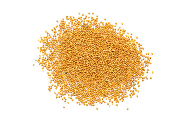 istock seed for bird food isolated on white background 976513202