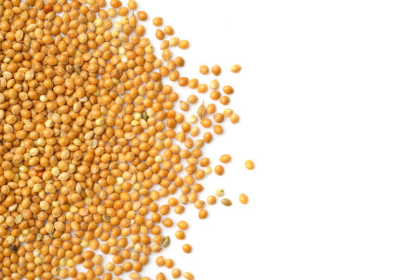 istock seed for bird food isolated on white background 976513322