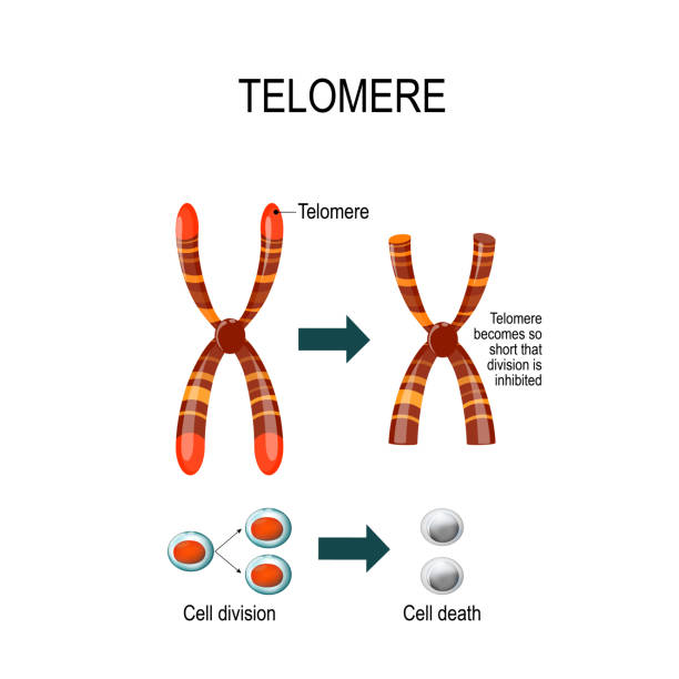 illustrations, cliparts, dessins animés et icônes de télomère. illustration vectorielle pour une utilisation scientifique, médicale et pédagogique - chromatid