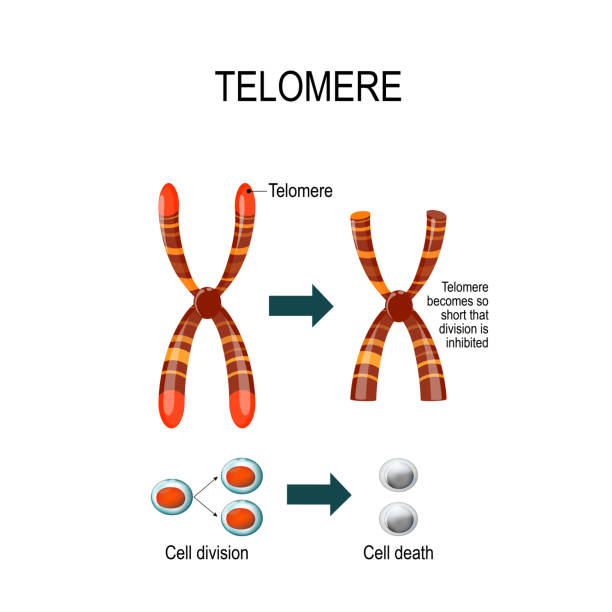 telomerów. ilustracja wektorowa do użytku naukowego, medycznego i edukacyjnego - chromatid stock illustrations