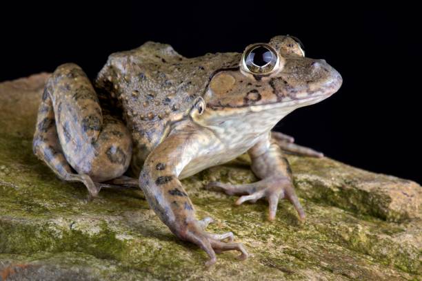 istock Chinese edible frog (Hoplobatrachus rugulosus) 976520106