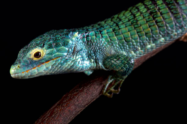 istock Bocourt's arboreal alligator lizard (Abronia vasconcelosii) 976520154
