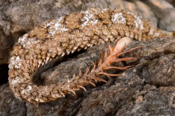 Photo of Spider-tailed horned viper (Pseudocerastes urarachnoides) tail detail