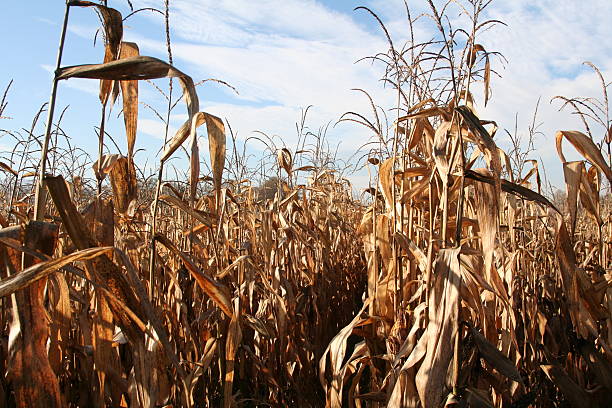 Corn and clouds