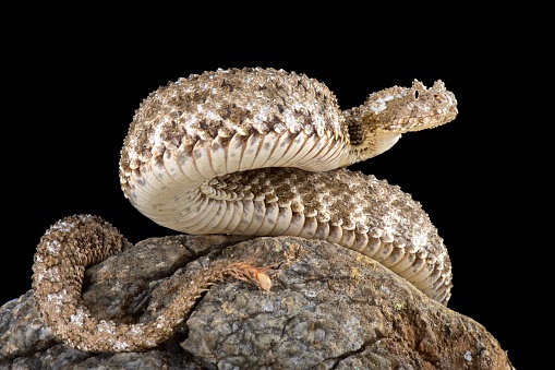 The spider-tailed horned viper (Pseudocerastes urarachnoides) is a species of viper endemic to western Iran which was only described in 2006. The spider-tailed horned viper has a unique tail that has a bulb-like end that is bordered by long drooping scales that give it the appearance of a spider. The tail tip is waved around and used to lure insectivorous birds to within striking range.