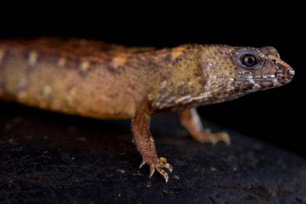 istock Chinese water skink (Tropidophorus sinicus) 976522470