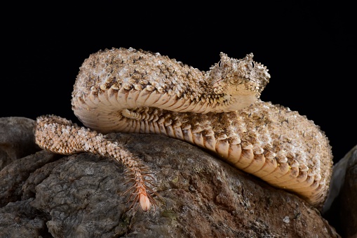The spider-tailed horned viper (Pseudocerastes urarachnoides) is a species of viper endemic to western Iran which was described in 2006. The head looks very similar to that of other Pseudocerastes species in the region, but the spider-tailed horned viper has a unique tail that has a bulb-like end that is bordered by long drooping scales that give it the appearance of a spider. The tail tip is waved around and used to lure insectivorous birds to within striking range.