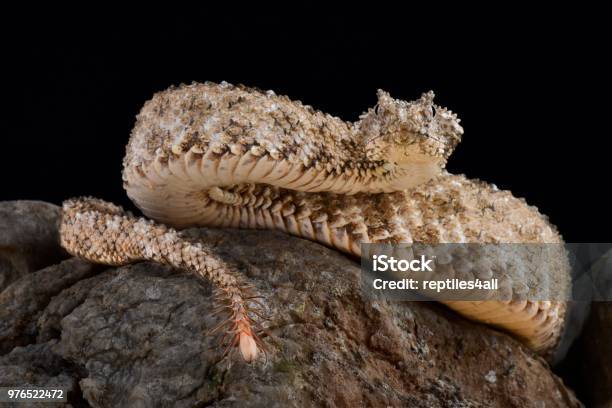 Spidertailed Horned Viper Stock Photo - Download Image Now