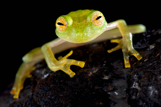 Glass frog (Hyalinobatrachium cappellie) Glass frog (Hyalinobatrachium cappellie) glass frog stock pictures, royalty-free photos & images