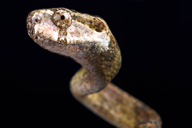istock Blunthead slug snake (Aplopeltura boa) 976522640