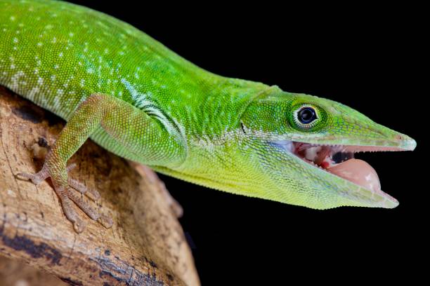 istock Haitian White Lipped Anole, Anolis Coelestinus 976522666