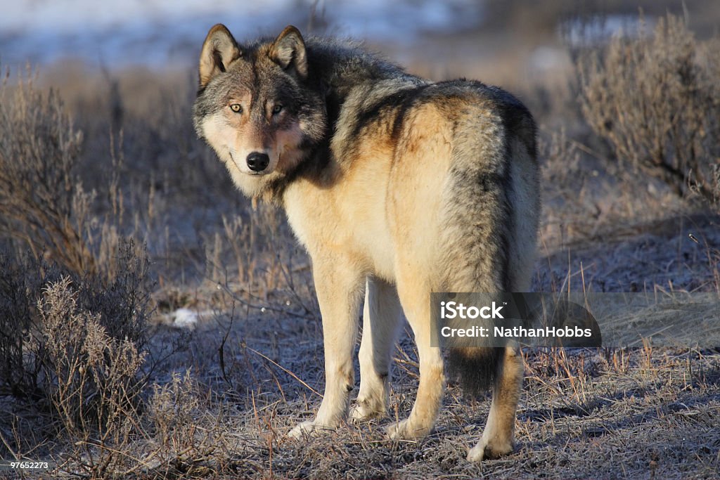 A Image Of A Gray Wolf In Yellowstone Stock Photo - Download Image Now -  Yellowstone National Park, Wolf, Gray Wolf - iStock