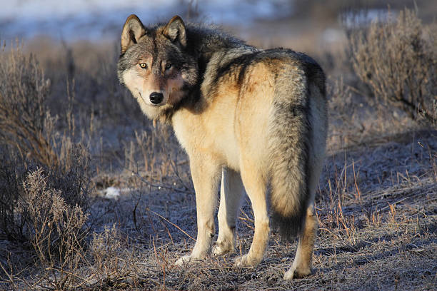 A image of a gray wolf in Yellowstone Canis Lupus (Grey Wolf) timber wolf stock pictures, royalty-free photos & images