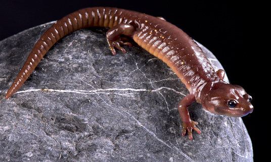 The  arboreal salamander (Aneides lugubris) is a semi arboreal salamander species endemic to California and Baja California.