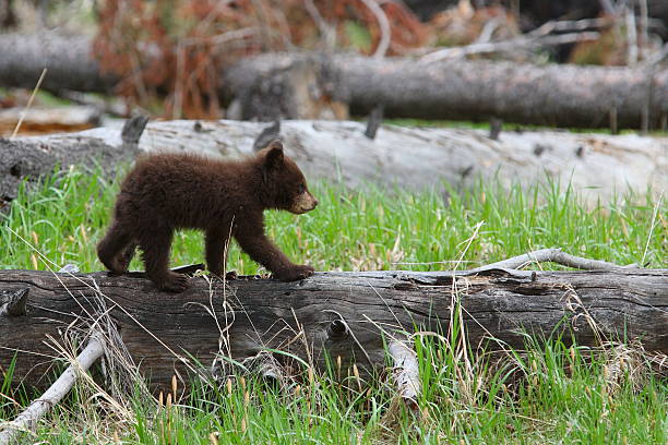 Cinammon Cub  black bear cub stock pictures, royalty-free photos & images