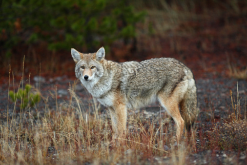 Coyote looking for food in the Yellowstone Ecosystem in western USA of North America. Nearest cities are Gardiner, Cooke City, Bozeman, Billings Montana, Salt Lake City, Utah, Denver, Colorado, Jackson and Cody, Wyoming.