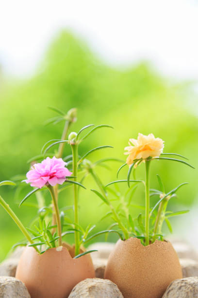 istock Moss rose grow in an egg shell on egg panel with nature background. 976531646