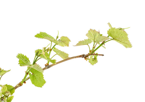 istock Fresh vine branch isolated on white background 976531772