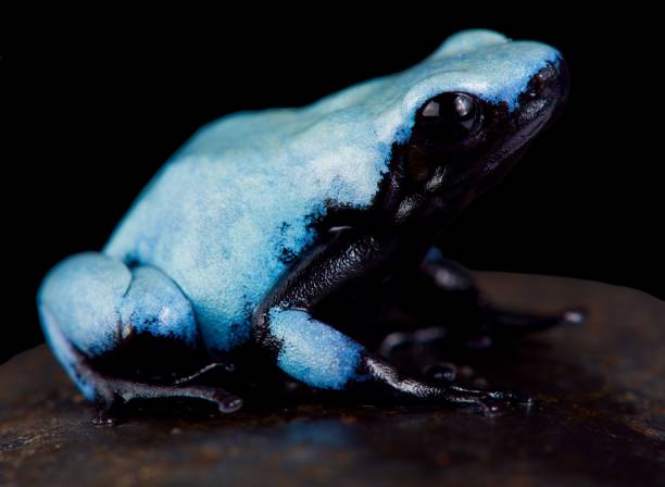 istock Splashback poison frog, Adelphobates galactonotus 976532178