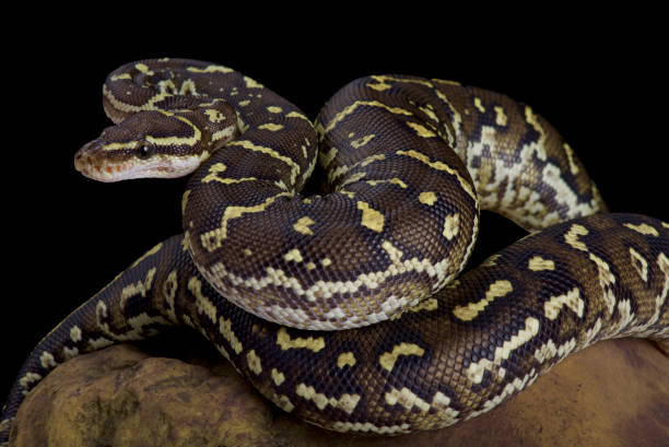 Angolan Python 40+ Angolan Python Foto Stok, Potret, & Gambar Bebas Royalti - iStock