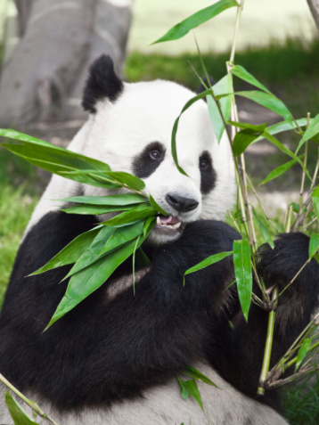 The panda in Sichuan province