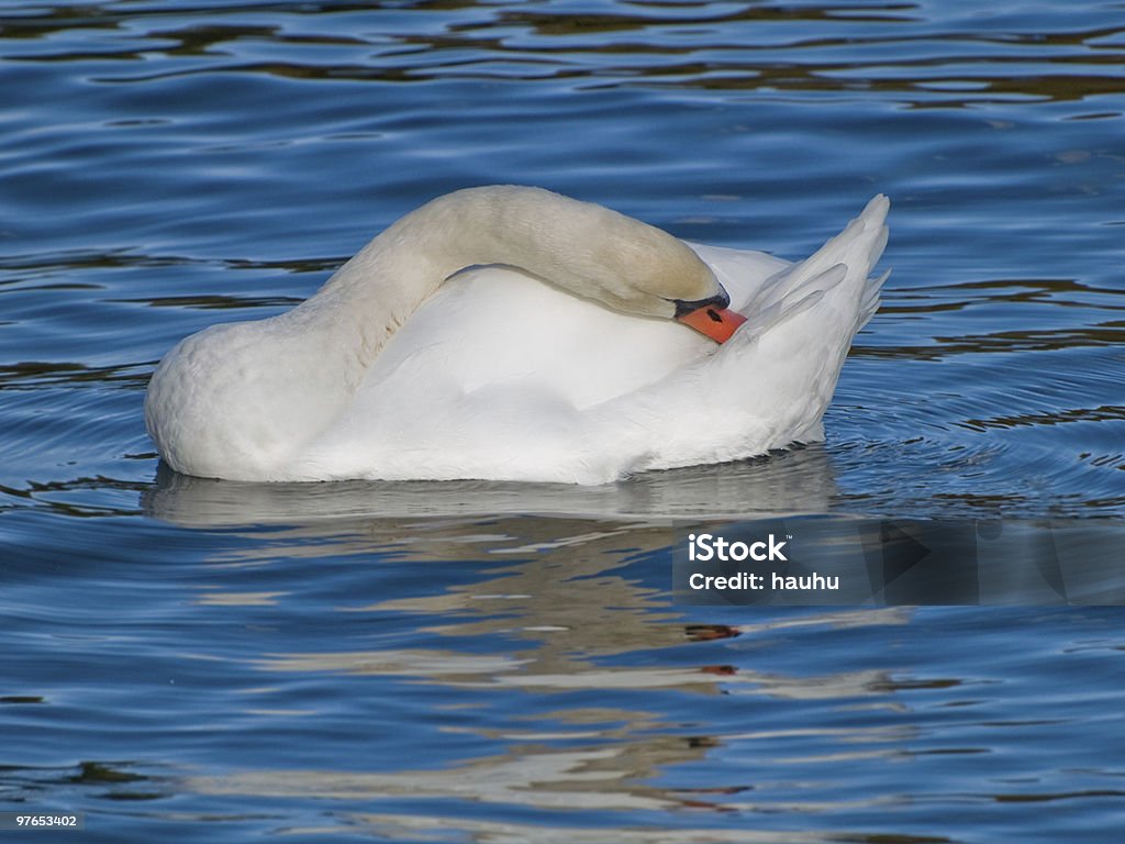 Swan Cleaning  Animal Stock Photo