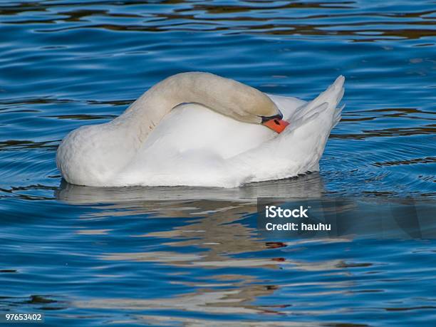 Swan Cleaning Stock Photo - Download Image Now - Animal, Animal Neck, Animal Wildlife