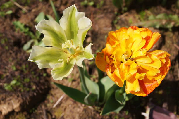 istock Spring green and sun lover tulips 976534368