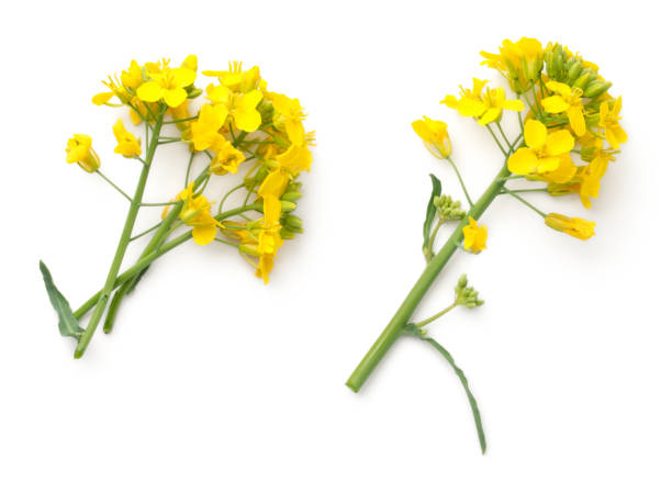 istock Rapeseed Flowers Isolated on White Background 976534882